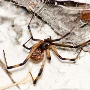 Latrodectus geometricus - Facts, Diet, Habitat & Pictures on Animalia.bio