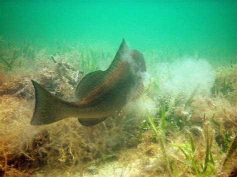 Red Grouper habitat ecology | Robert Dodge Ellis