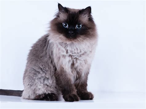 Himalayan Cat Care Guide & Price » Petsoid