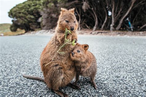 The Cutest Baby Animals in the World