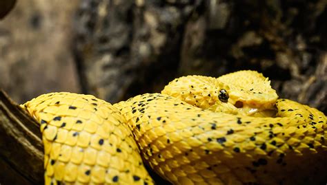 Eyelash palm viper – The Dallas World Aquarium