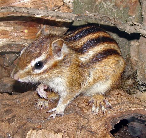 Siberian Chipmunk - Learn About Nature