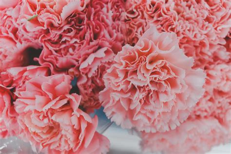 Beautiful pink carnation flower background, blooming summer flowers festive. 7353988 Stock Photo ...