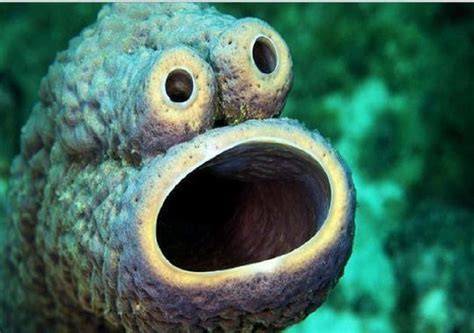 The Weirdest Looking Sea Creatures - Look4ward