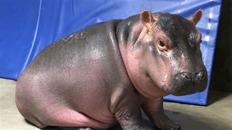 Baby hippo Fiona makes media splash | Euronews