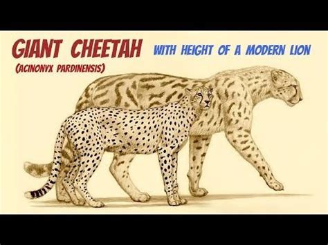 Caturday Special: The Giant Cheetah, Acinonyx pardinensis – We Lack Discipline