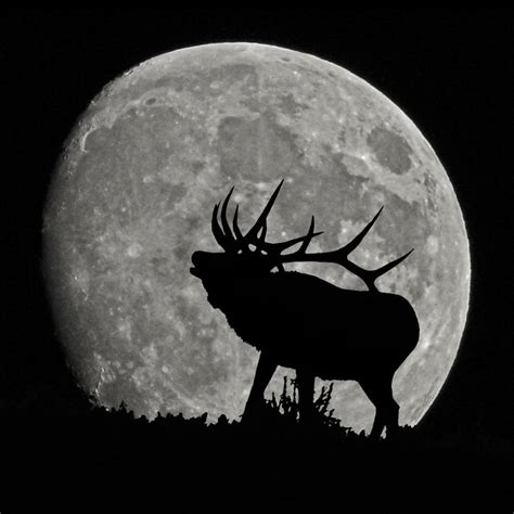 Elk silhouette on moon Photograph by Ernie Echols