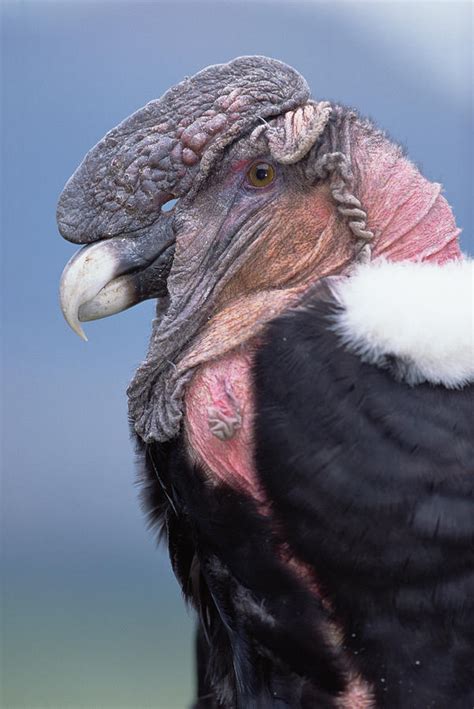 Download Andean Condor Background | arumihikaru