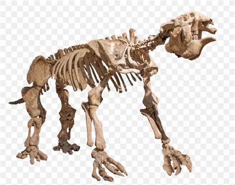 Giant Ground Sloth Skeleton Skull, PNG, 1008x792px, Giant Ground Sloth, Bone, Carnivoran ...