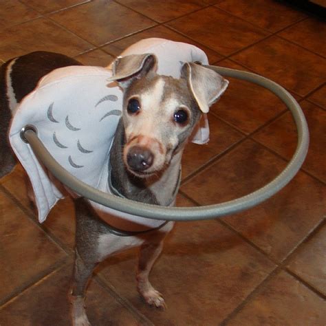 This Angelic Halo Protects Blind Dogs From Bumping Into Things | Bored Panda