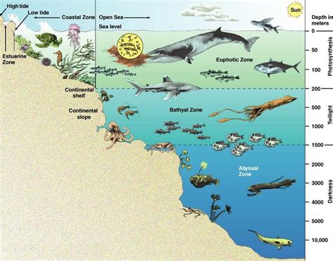 Ocean Zones Diagram Format