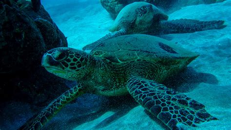 Snorkeling At Turtle Town Maui | Turtle Town Maui Guide