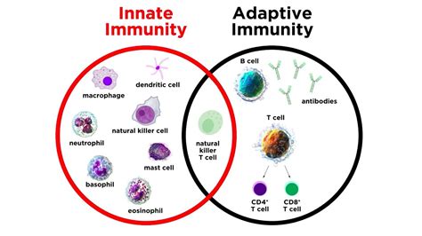 Innate Immunity Cells