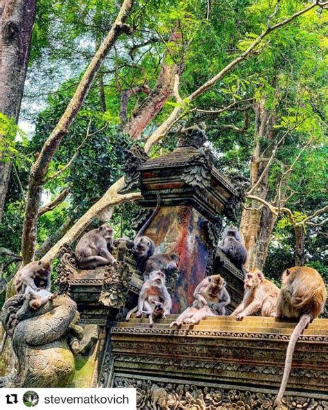 Ubud Monkey Forest in Ubud - Cost, When to Visit, Tips and Location | Tripspell