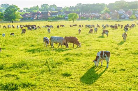 Cows grazing on pasture stock image. Image of livestock - 117479545