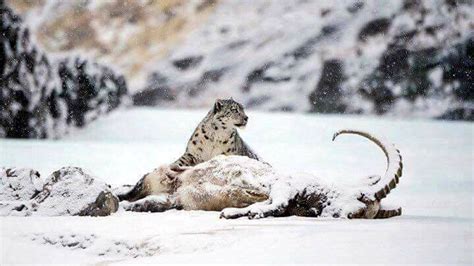 WWF releases rare video of a Snow Leopard hunting an Ibex - Islamabad Scene