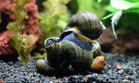 Types Of Snails In Freshwater Aquarium - Aquarium Views