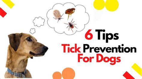 Tick prevention for dogs : 6 tips to keep your dog tick free 2020 ...