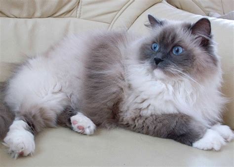 Mèo Ragdoll - Đặc điểm và Giá mèo Ragdoll thuần chủng Thế giới loài mèo