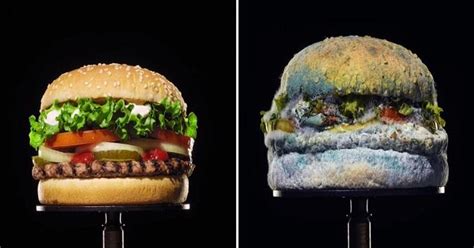 Burger King Features A Rotting Whopper in Bizarre Ad Campaign - Eww Video | eBaum's World