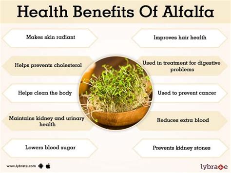 Alfalfa Benefits And Its Side Effects | Lybrate