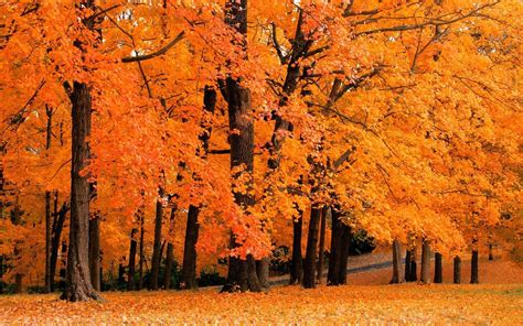 Wald Hintergrundbilder Herbst Bilder