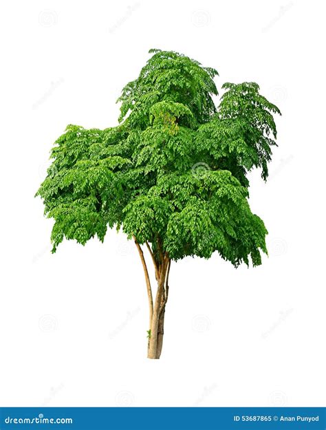 Neem Tree Stock Photo | CartoonDealer.com #102743214