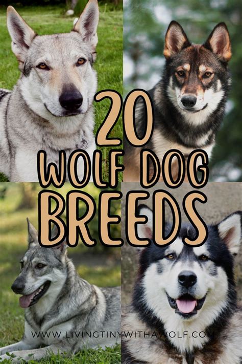 15 Stunning Wolf Dog Breeds (You Can Have As A Pet) | Living Tiny With A Wolf | Wolf dog breeds ...