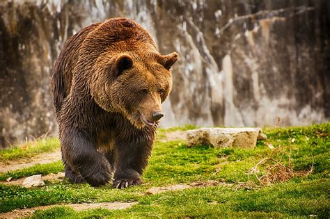 HD wallpaper: Big Bear in nature, brown grizzly bear, background ...