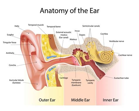 Ear Anatomy And Function Diagram The Anatomy Of The Outer Ea