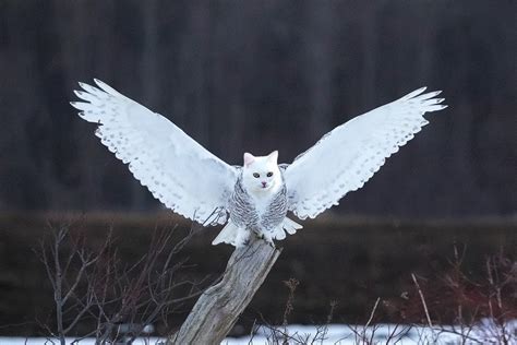 Snowy Meowl with beautiful wingspan : r/OwlsWithCatHeads