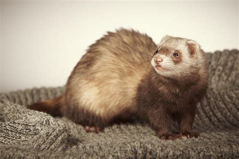 Chocolate Ferrets | Chocolate For Sale