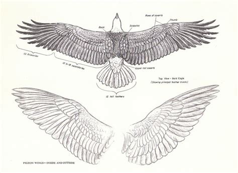 Eagle Wings Drawing Pics | Drawing Skill