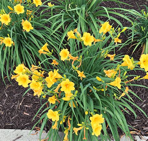 Growing Daylilies - A Must Have Perennial Flower in the Garden | Hearth and Vine