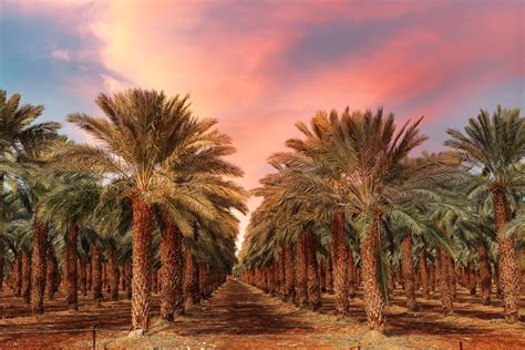 The date tree of Egypt: 'Bread of the desert' - Hannah Fielding