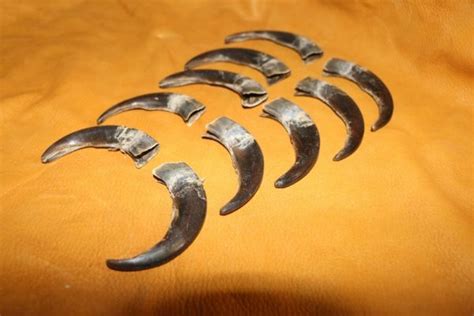 Grizzly Bear Claws – P&D International Furtraders