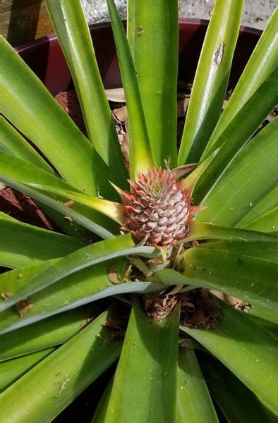 7 stages of pineapple – The LeEMS Bean