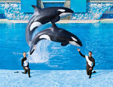 More Than Entertainment: A Look at SeaWorld’s Conservation Efforts