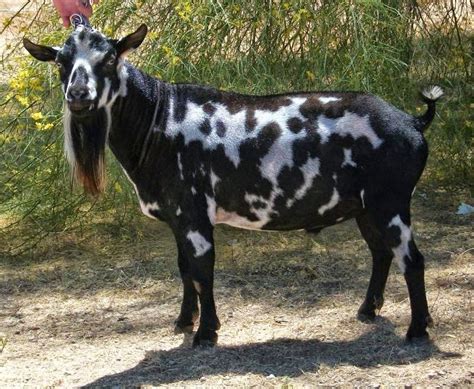 Nigerian Dwarf Goats (Information, Breeding And Sales) – Wealth Result