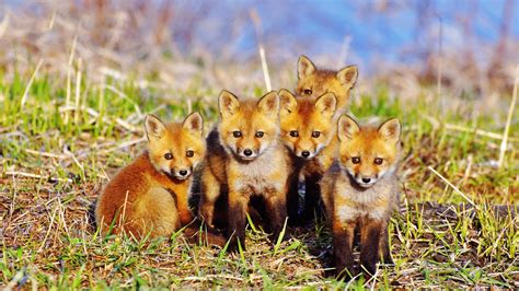 Cute red fox cubs - backiee