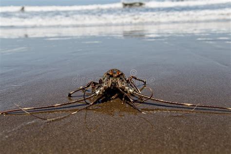 Caribbean Spiny Lobster In Natural Habitat Stock Image - Image of ocean, crustacean: 29139927