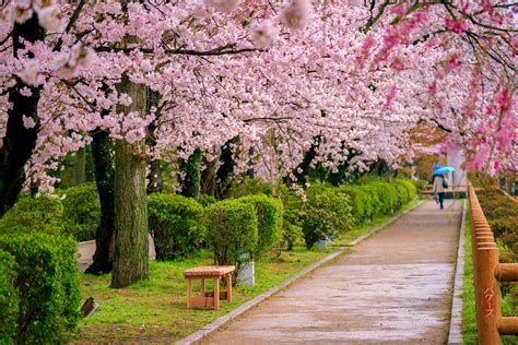 Free stock photo of after the rain, cherry blossom, cherry blossoms