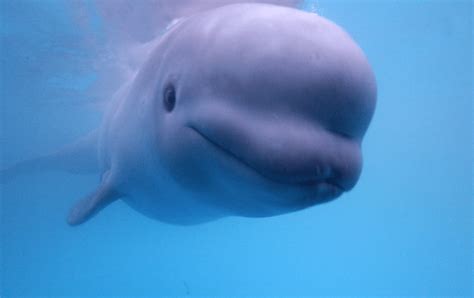 Rescued Baby Beluga Whale Gets New Home - NBC 7 San Diego