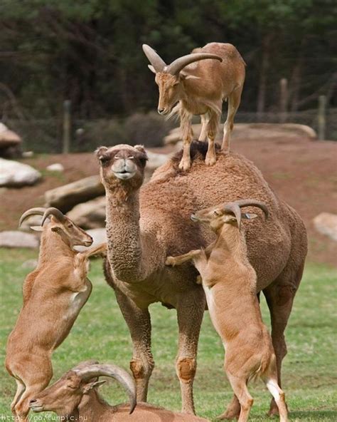 ANIMAL ACROBATICS Farm Animals, Funny Animals, Cute Animals, Wild Animals, Beautiful Creatures ...