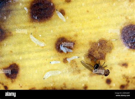 Common fruit fly or vinegar fly - Drosophila melanogaster and larvae ...