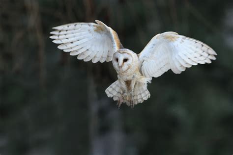 "Owl Flying" Images – Browse 2,594 Stock Photos, Vectors, and Video | Adobe Stock