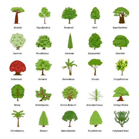 Types Of Trees With Names