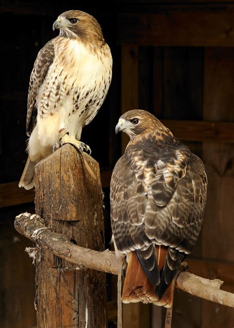 Red-tailed Hawk | Audubon Sharon