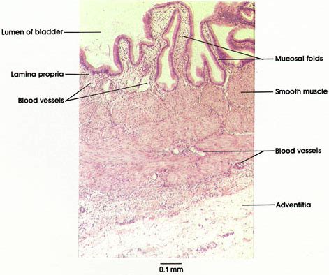 What Is Lumen Anatomy - Anatomy Book