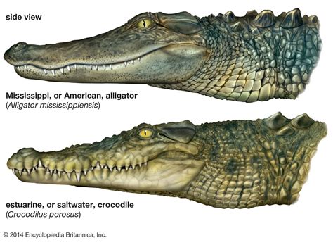 Caiman Alligator Crocodile Difference